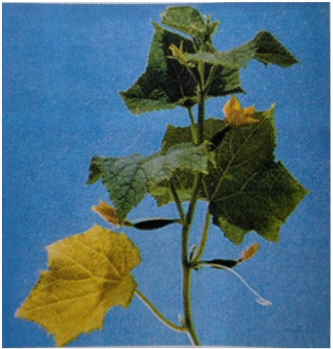 HIYARDA FOSFOR NOKSANLIĞI