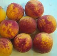 Şeftalide şarka virüs hastalığı