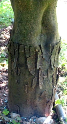 Turunçgillerde cüceleşme viroid hastalığı