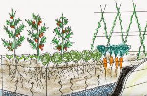 Yükseltilmiş Sebze Yatağı Nedir? Nasıl Hazırlanır? 2 11