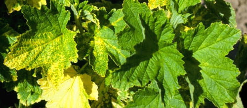 Asma Gövde Çukurlaşma Hastalığı