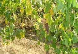 Asma Gövde Çukurlaşma Hastalığı