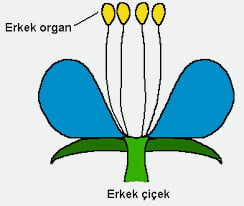 Bitkiler Çiçeklerini Neden Döker? 3 erkek çiçek