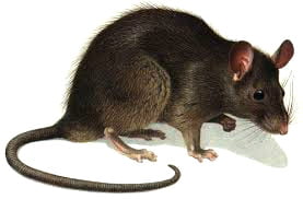 ev sıçanı 