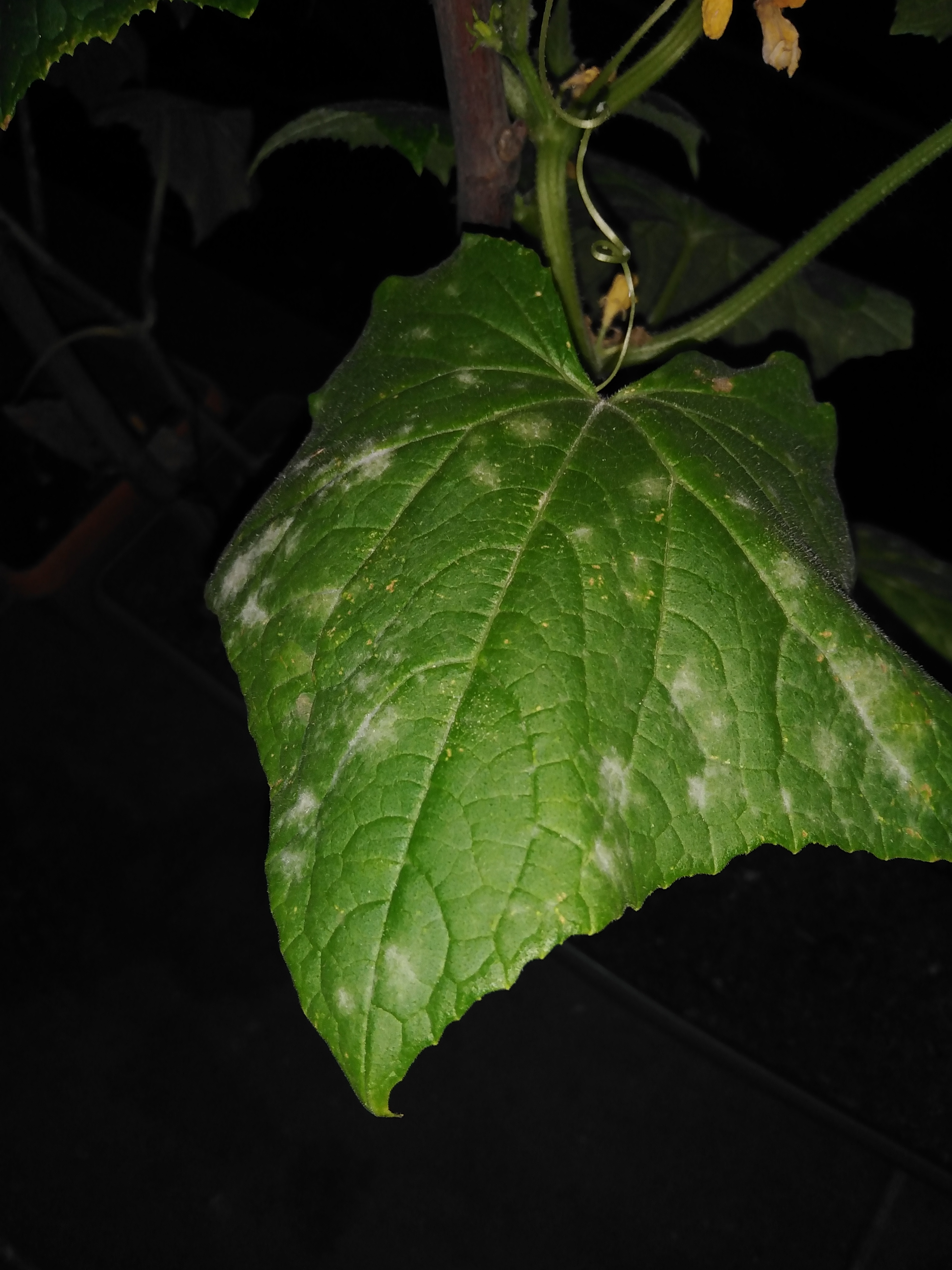 Hıyarda Külleme Hastalığı Mücadelesi 4 Hıyarda külleme