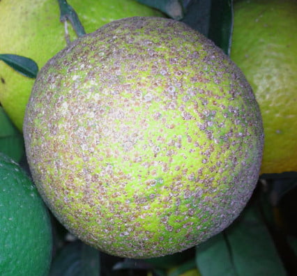 kirmizi kabuklu bc4b0t