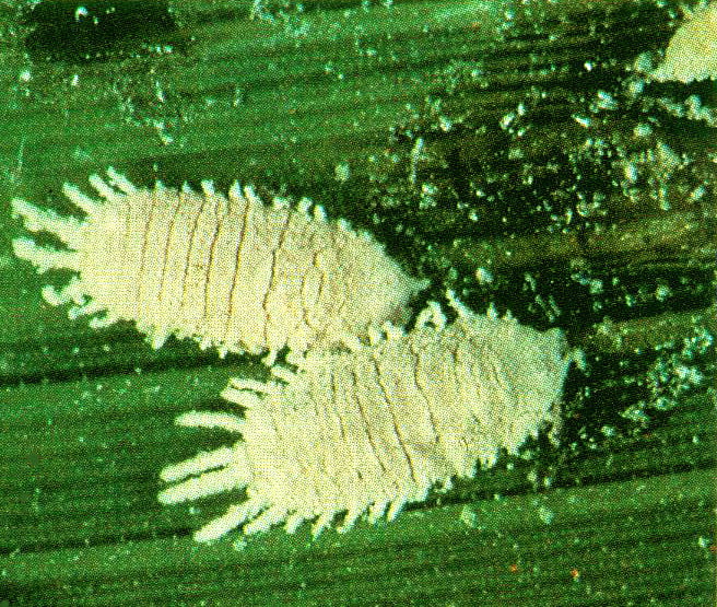 Unlu Bitler ve Mücadele Yöntemleri 3 unlu bit