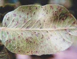 antep fc4b1stc4b1c49fc4b1nda karazenk