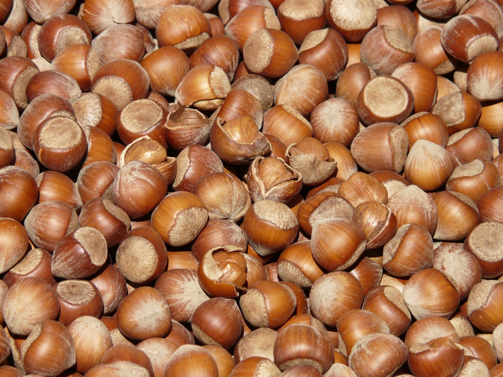 hazelnuts brown nuts open 68483