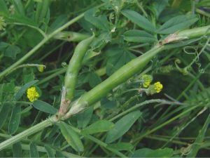 Yeşil gübre bitkisi