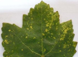 Asma Sarı Benek Viroidi