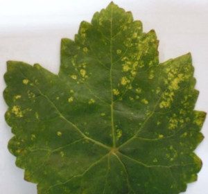 Asma Sarı Benek Viroidi