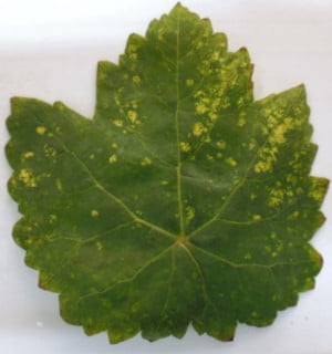 Asma Sarı Benek Viroidi