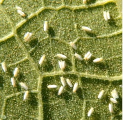 Mısırda beyaz sinek