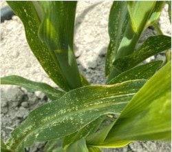 Mısırda beyaz sinek