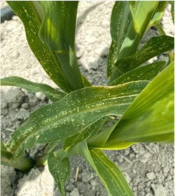 Mısırda beyaz sinek