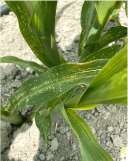 Mısırda beyaz sinek