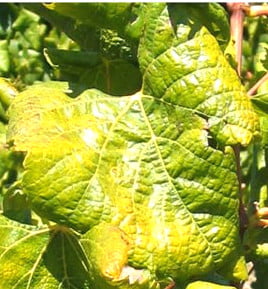 asma yaprak kivirciklic49ei vc4b0rc39csc39c.1jpg1