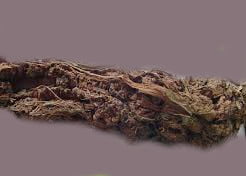 Kompost Çayı İşe Yarar mı? Ne Zaman Faydalı, Ne Zaman Değil