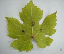 Asmada bakteriyel yanıklık