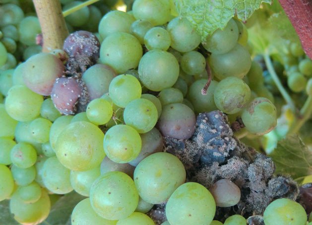 Bağda Kurşuni Küf