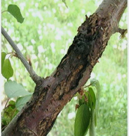 badem dal kanserc4b0 2