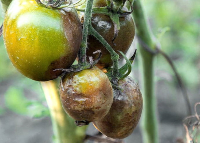 domateste mildiyc3b6.2jpg1