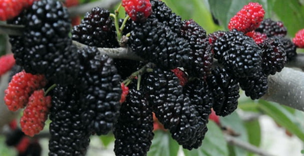 karadut surubu nasil yapilir faydalari nelerdir h1528229037 131eb6