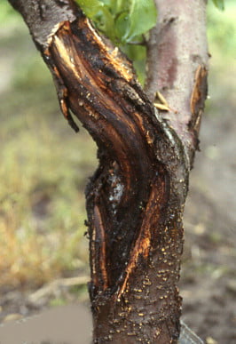 kc4b0raz dal yanikic49ei