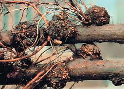 meyve ac49eac387larinda kc396k kanserc4b0