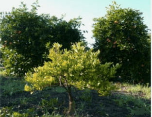 turuc387gc4b0llerde cc39ccelec59eme vc4b0roc4b0d hastalic49ei.1png