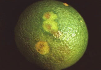 turunc387gc4b0llerde tac59elac59ema vc4b0rc39cs hastalic49ei