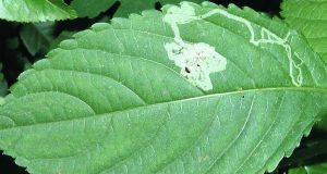 Yaprak galeri sineği