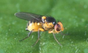 Liriomyza huidobrensis