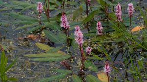 Su çobandeğneği(Polygonum amphibium)