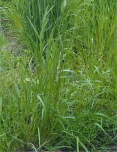 Adi Salkım Otu (Poa trivialis)