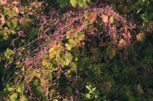 bağ küskütü c.monogyna 1