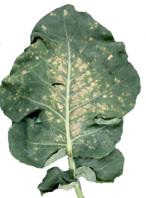 bremia lactucae affected plants 1