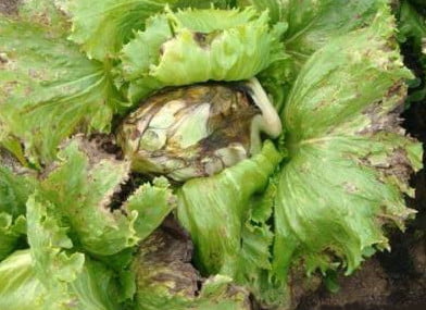 bremia lactucae affected plants