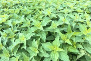 Büyük ısırgan (Urtica dioica)