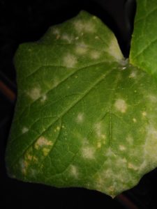 Hıyarda Külleme Hastalığı Mücadelesi 2 Hıyarda külleme