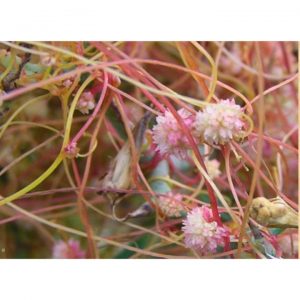 inCollage 20200722 163656556 1