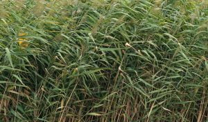 Kamış(Phragmites australis)