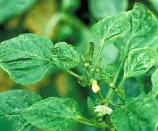  Tripsler ve Mücadelesi