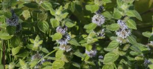 Yabani nane (Mentha arvensis)