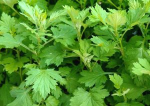 sulak alan bitkileri