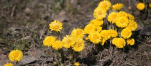 Devetabanı öksürük otu(Tussilago farfara)