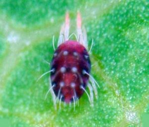 Akarlar (kırmızı örümcekler) ve mücadelesi 3 Avrupa Kırmızı Örümceği