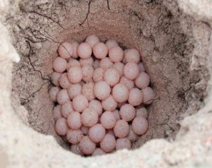 Danaburnu yumurtası