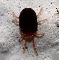 Akarlar (kırmızı örümcekler) ve mücadelesi 5 Kahverengi örümcek